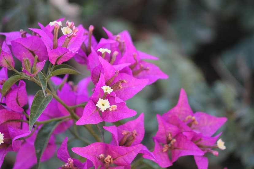 Pink bougainvillea bracts with small white flowers appear in sharp detail against a blurred green leaf backdrop.
