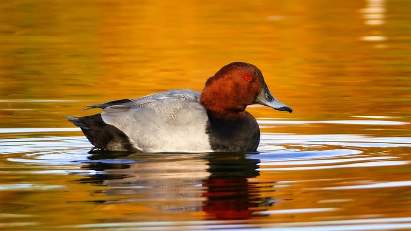 Canvasback duck with a red eye swims on golden water during a sunset, creating a serene wildlife scene.