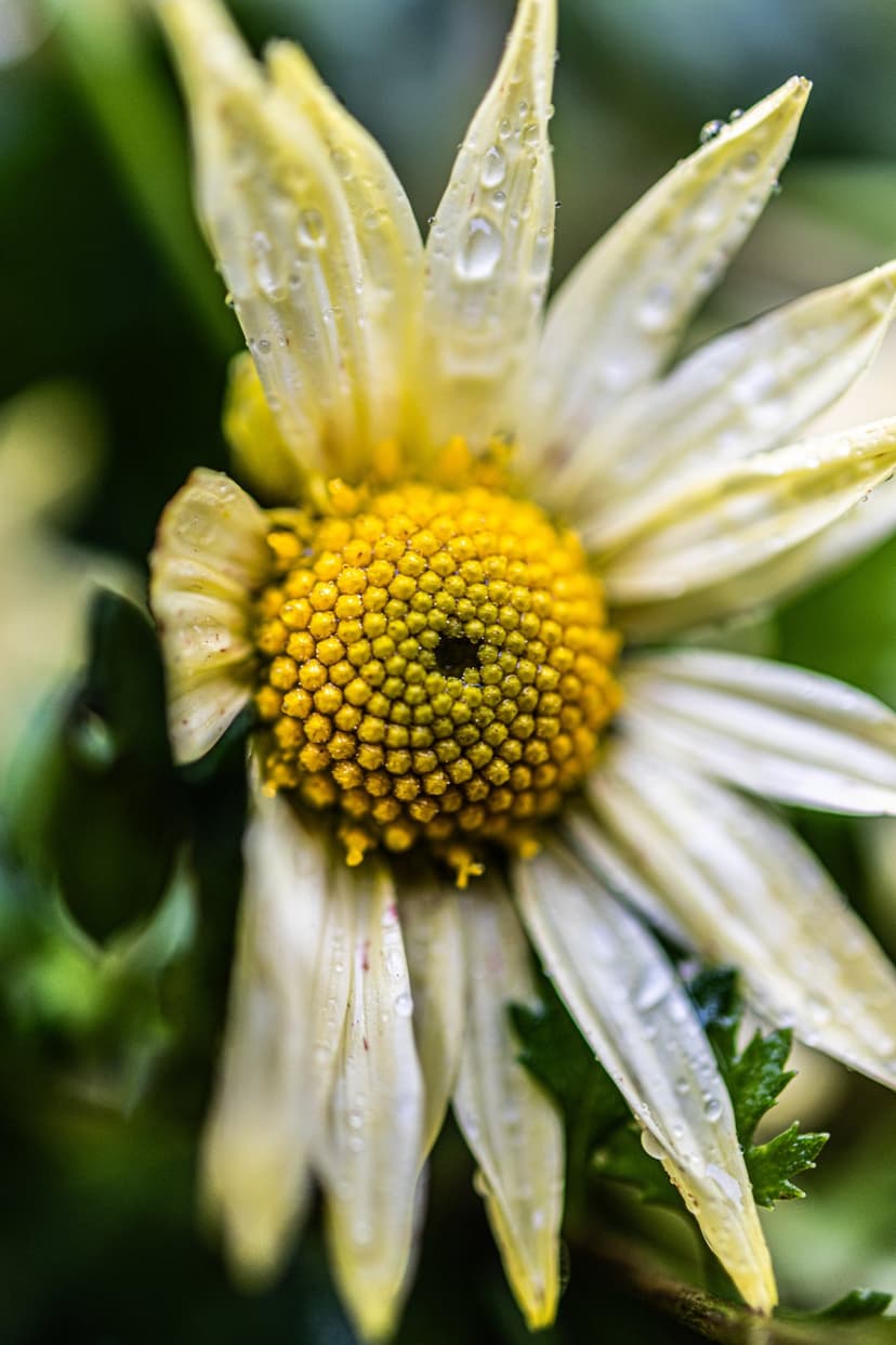 Yellow daisy petals with sparkling water droplets and a textured center shown in a detailed macro close-up.
