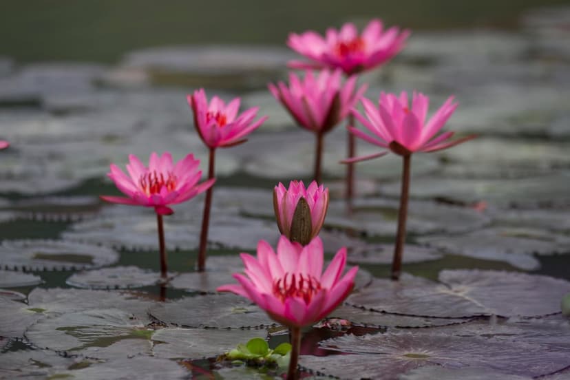 Pink water lilies with delicate petals float on a calm pond surrounded by green circular lily pads in sunlight.