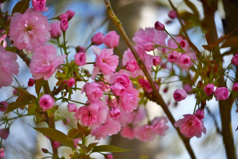 Pink cherry blossoms cluster on a branch with soft petals and green leaves against a blurred spring background.