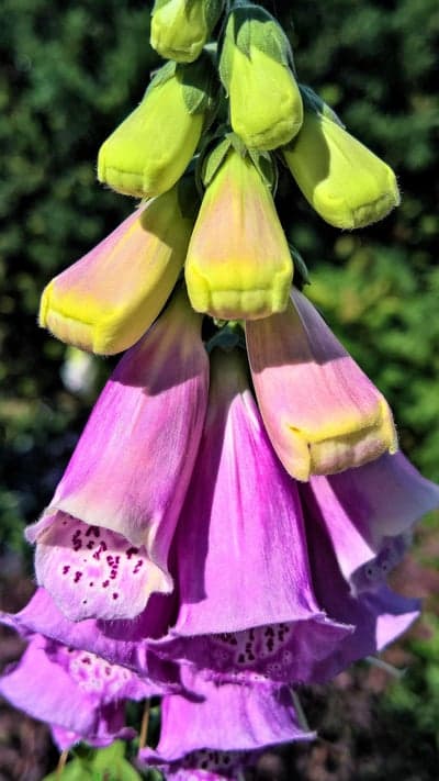 Close-up of pink and yellow foxglove flowers in bloom
