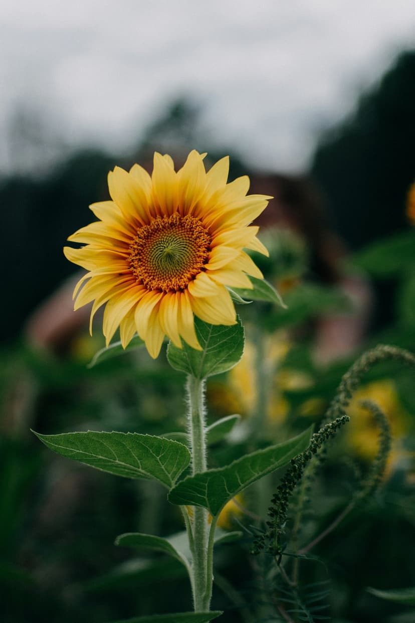 Yellow sunflower with detailed petals and a dark center against a blurred green field and cloudy gray sky.