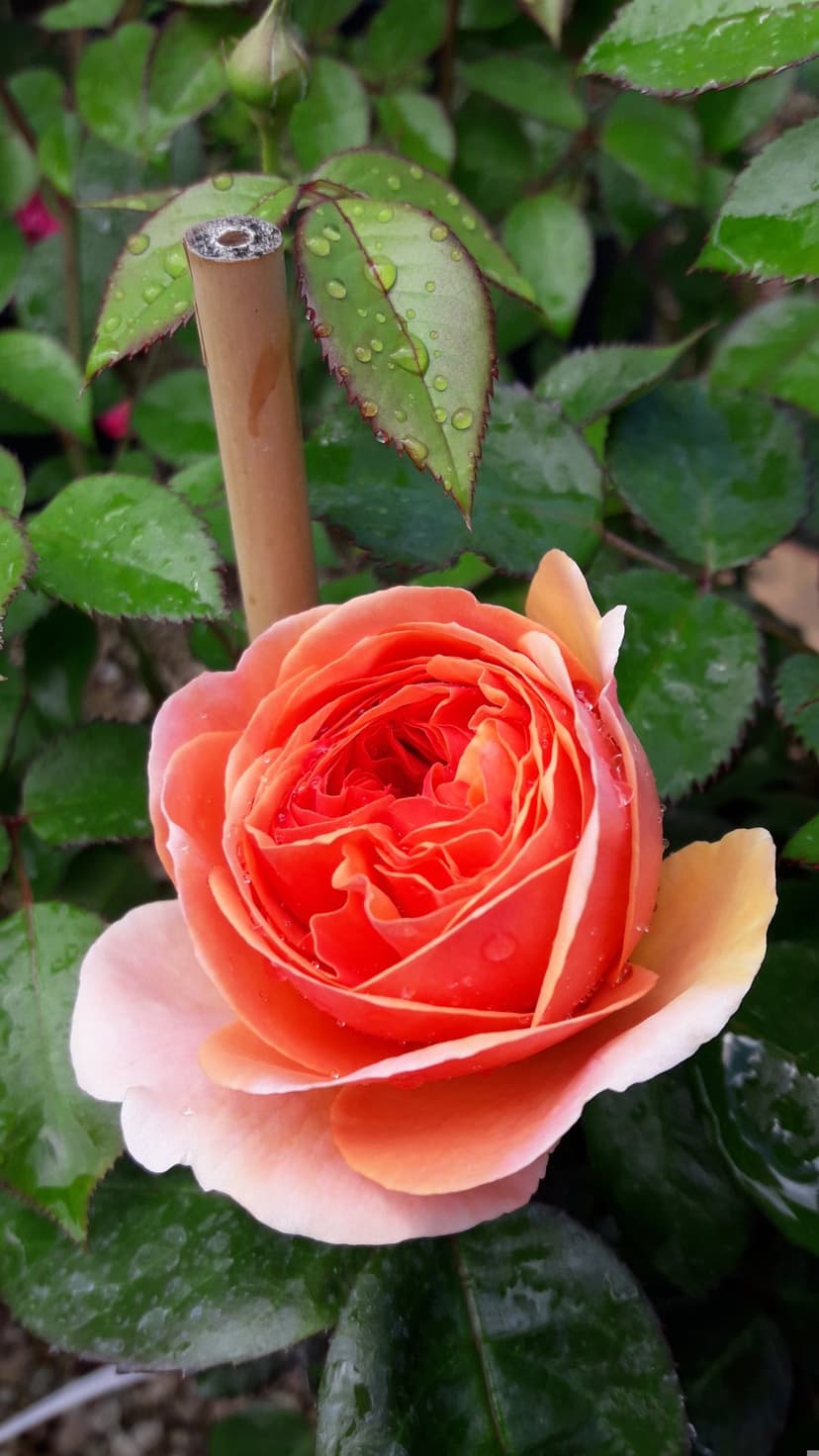 Peach rose in full bloom with water droplets on soft petals against a backdrop of dark green garden leaves.