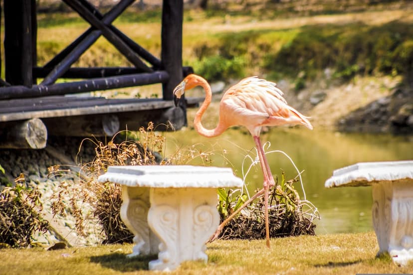 Pink flamingo stands on one leg near a carved white bench and calm water in a sunlit botanical garden.