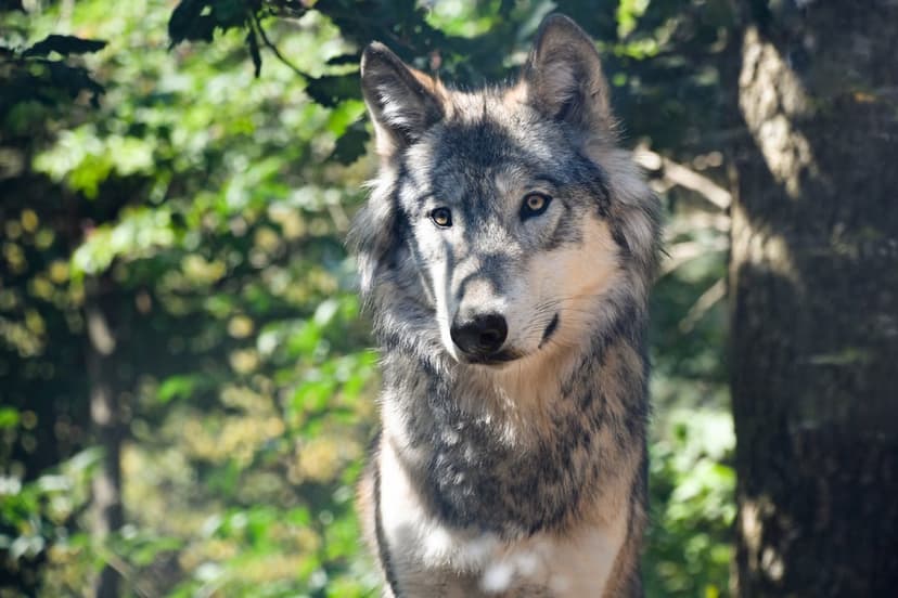 Grey wolf with blue eyes peering through a sun-drenched forest, showcasing detailed fur and a focused expression.