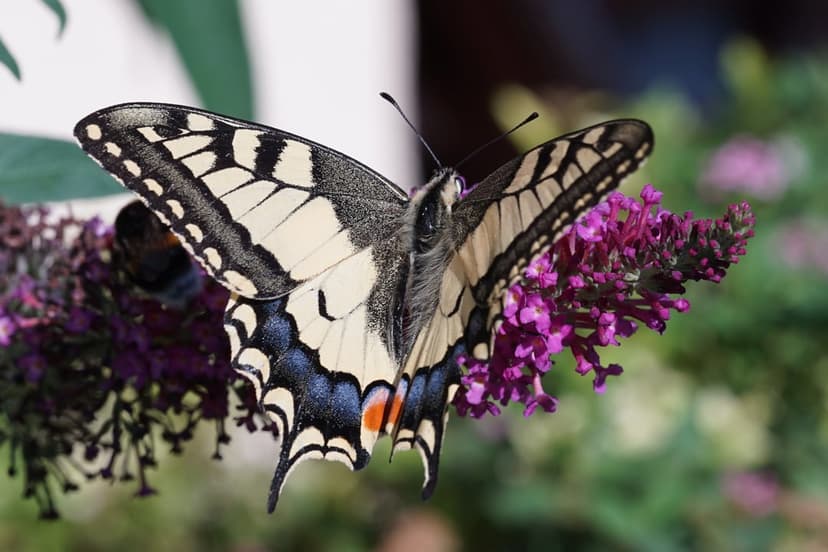 Swallowtail butterfly with black and white wings on purple flowers against a soft green garden background.