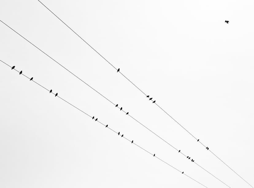 Small birds perch on three diagonal wire lines against a bright white sky with one bird flying in the corner.