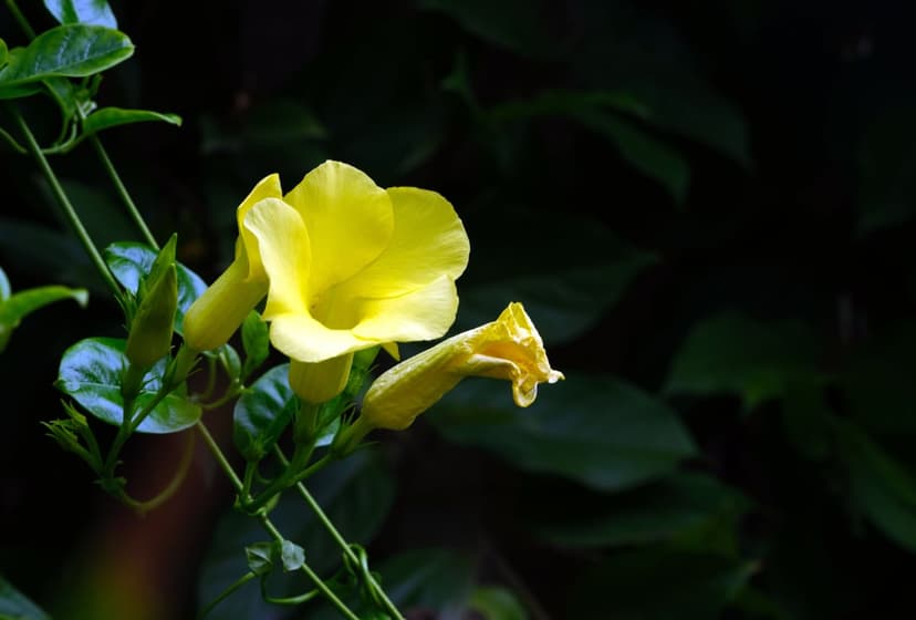 Bright yellow golden trumpet flowers bloom amidst dark green leaves and buds in a vertical garden close-up.