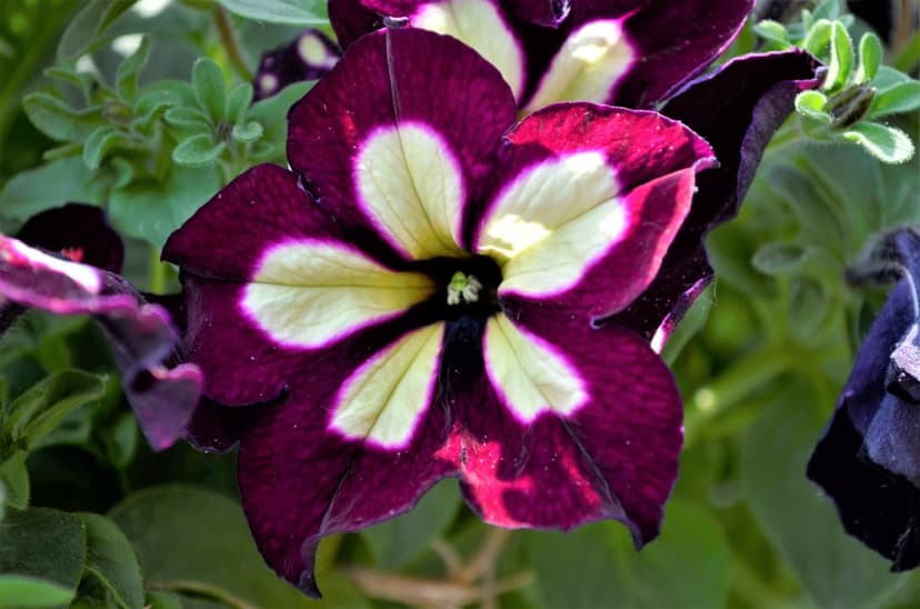 Purple and yellow starburst petunia flower with velvety petals and green foliage in a vertical macro composition.