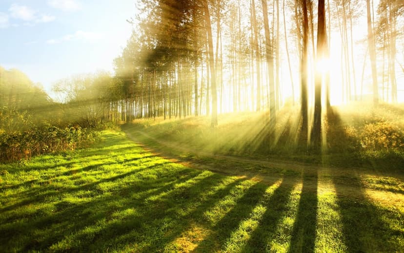 Sunlight rays stream through a leafy forest canopy over a dirt trail and lush green grass in soft morning light.