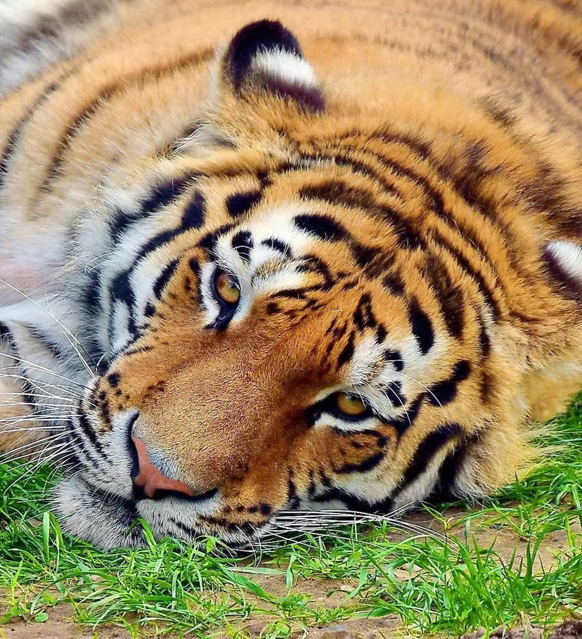 Tiger with amber eyes and black stripes rests on green grass in an intimate wildlife close-up portrait.