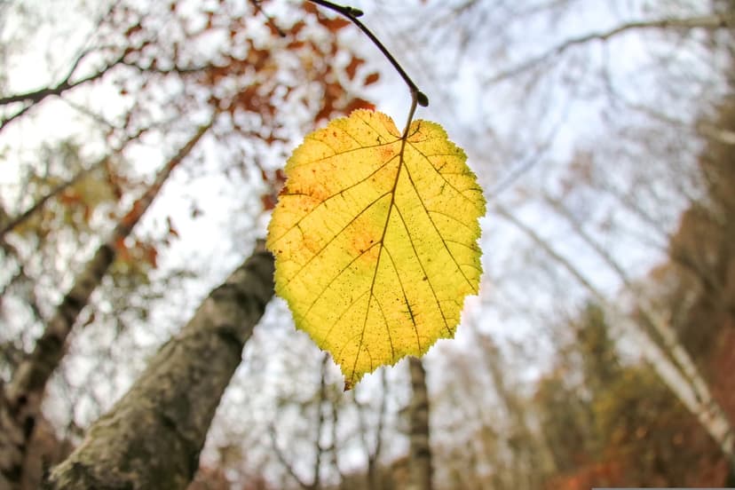 Yellow autumn leaf with visible veins hangs from a thin branch in front of a soft-focus green forest background.