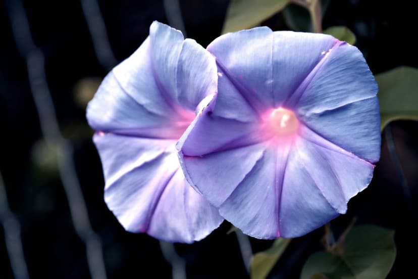 Two violet morning glory flowers with pink centers bloom on a blurred chain-link fence in soft garden light.