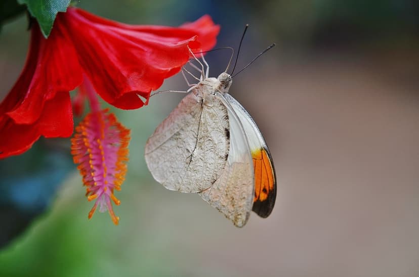 Butterfly with orange wing tips perched on a red hibiscus flower featuring a detailed yellow stamen and petals.