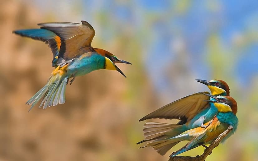 European bee-eater with open beak flies above two perched birds against a soft green and blue bokeh background.