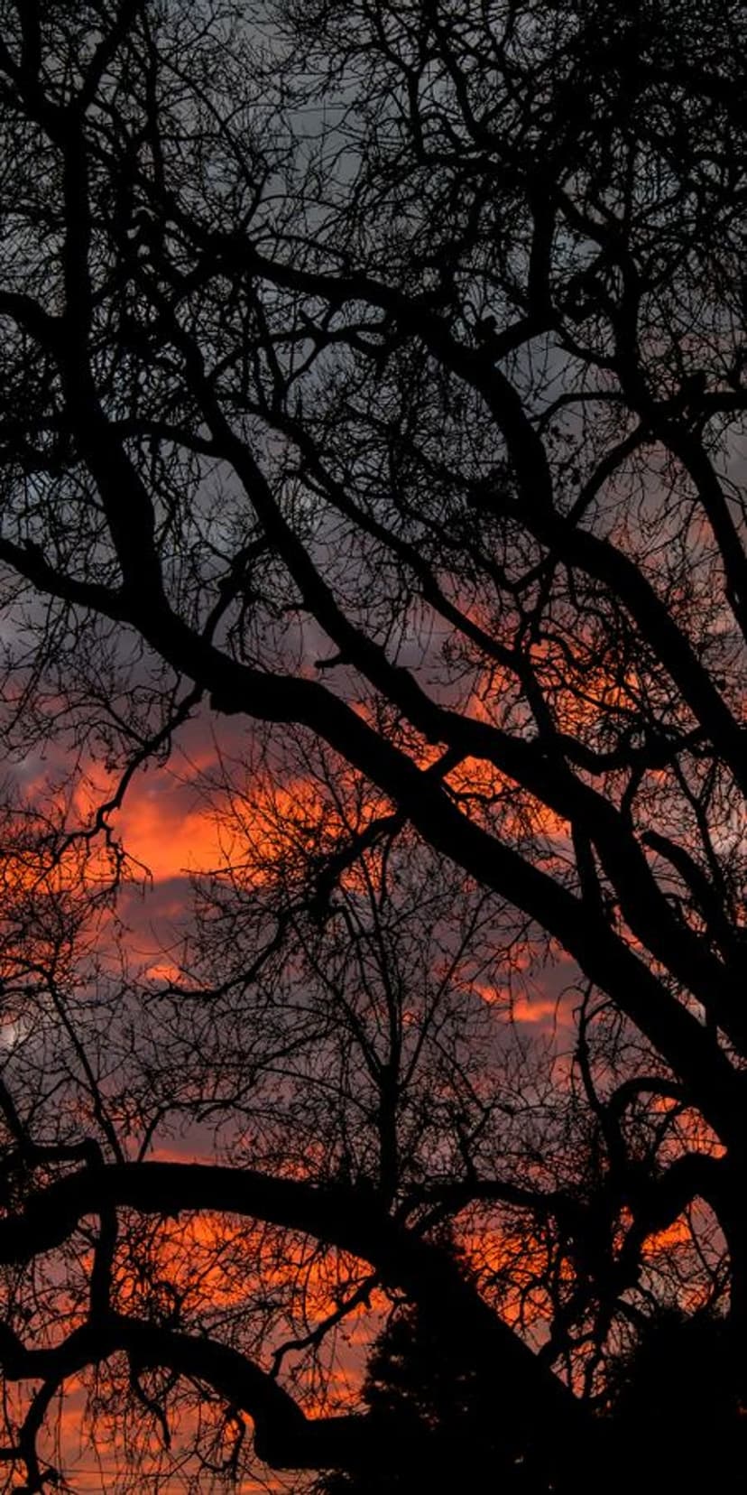Bare tree branches silhouetted against a vibrant orange and red sunset sky with dark atmospheric clouds.