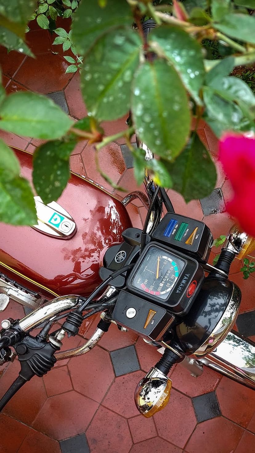 Vintage red motorcycle dashboard with analog gauges, glistening raindrops, pink rose petals, and green leaves.