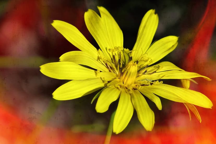 Yellow flower with pointed petals and a textured center stands against a soft red and dark bokeh background.