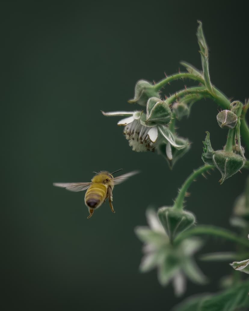 Honeybee with translucent wings flies toward white raspberry flowers against a blurred dark green background.