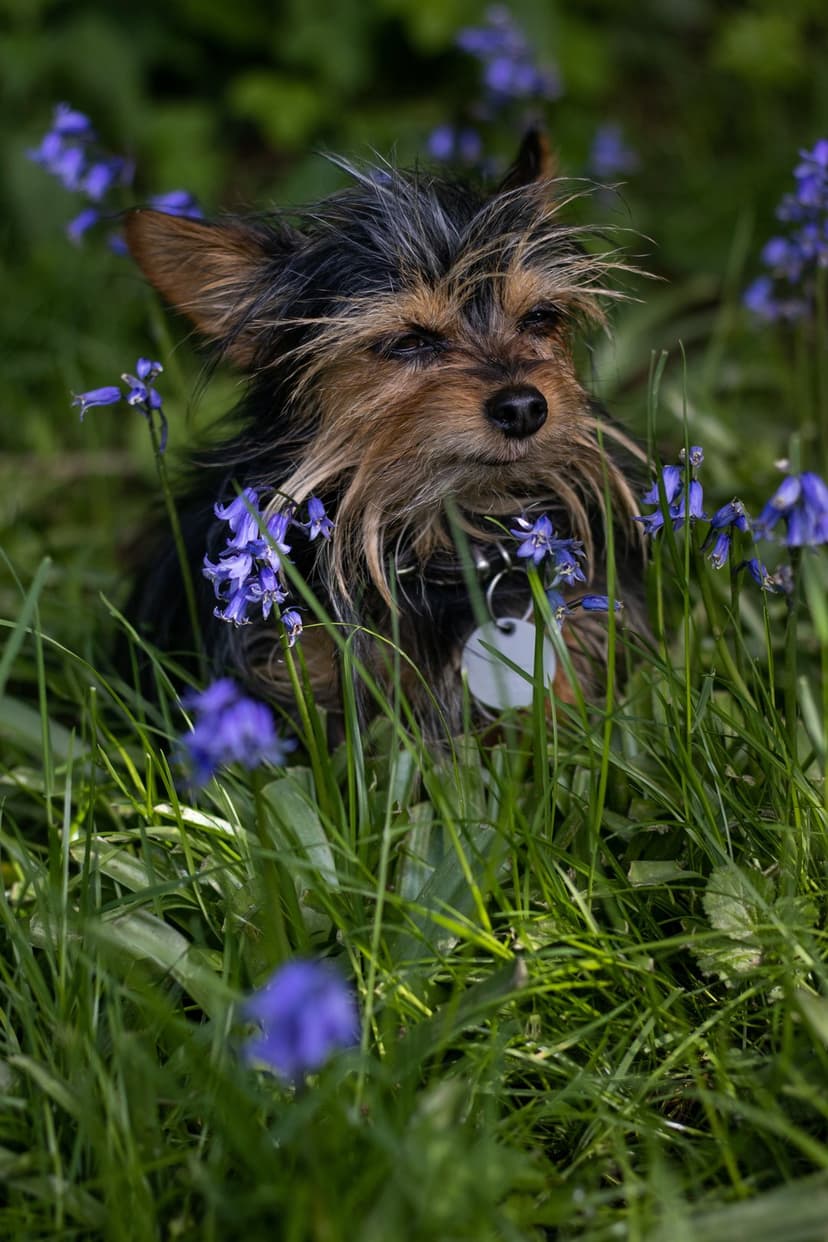 Yorkshire Terrier with brown and grey fur sitting in a meadow of vibrant bluebells with soft blurred background.
