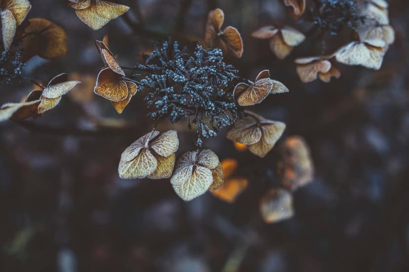 Frost-covered hydrangea petals and icy pine needles against a dark, moody background in a macro winter scene.