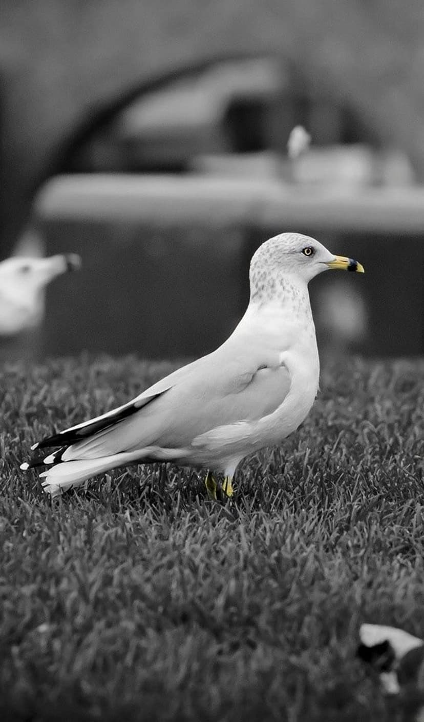 Seagull with a yellow beak stands on grass in a selective color black and white portrait for mobile screens.