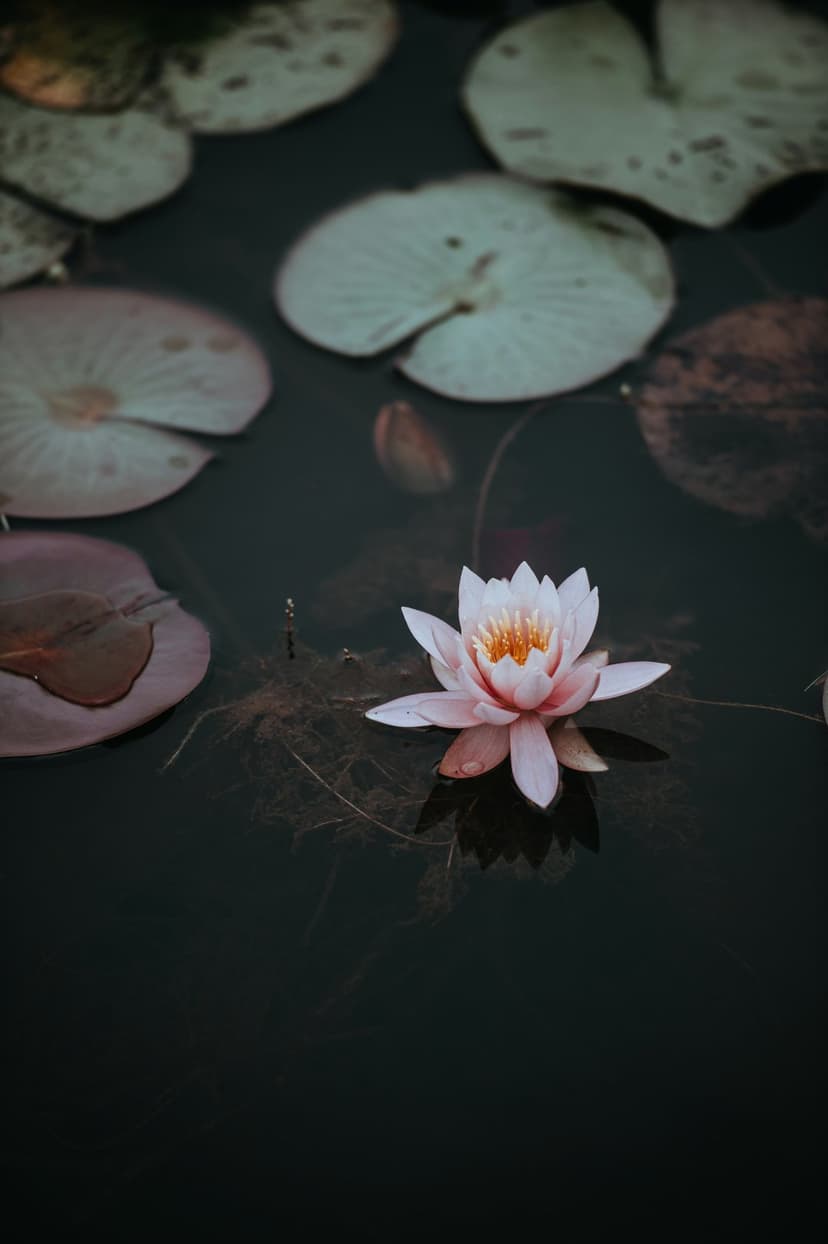Pink water lily with an orange center floats on dark pond water surrounded by green pads in a vertical view.