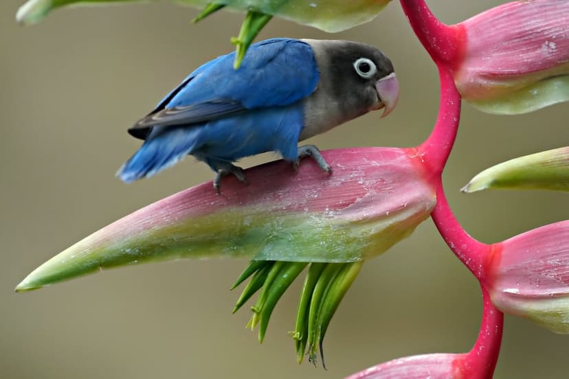 Blue lovebird with gray face perches on a pink and green heliconia flower against a soft blurred background.