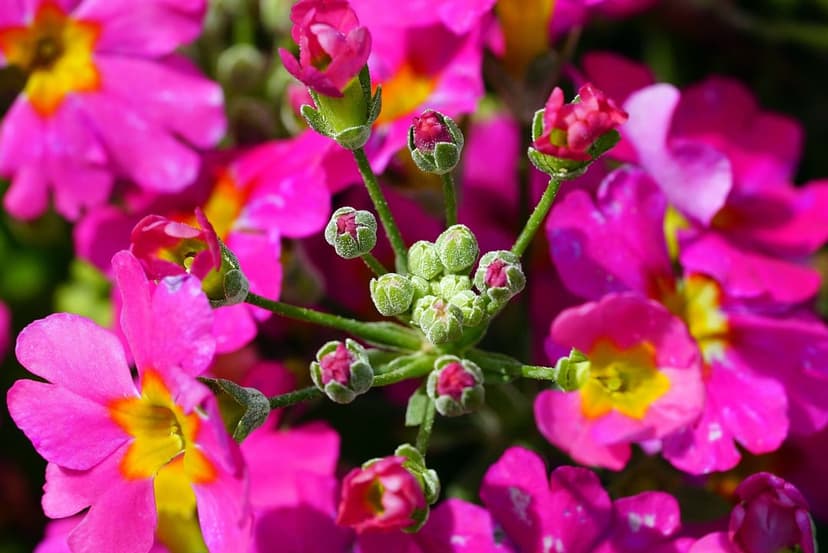 Pink primrose flowers featuring bright yellow centers and delicate petals with green buds in soft focus.