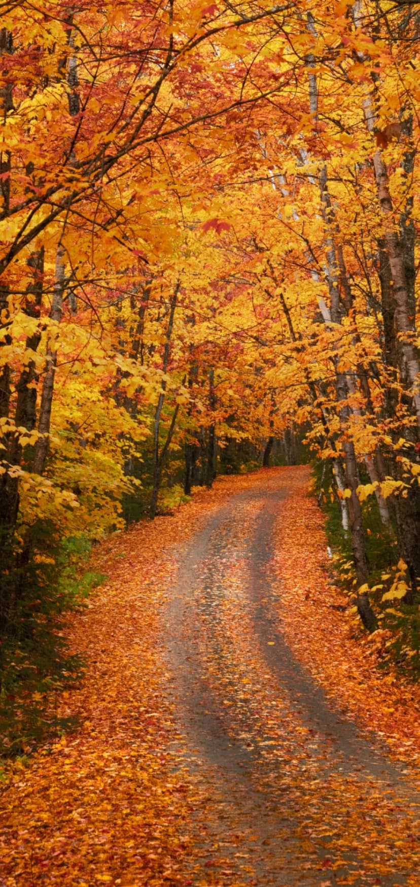 Red and orange autumn leaves cover a forest path beneath a dense canopy of fiery trees in this seasonal scene.