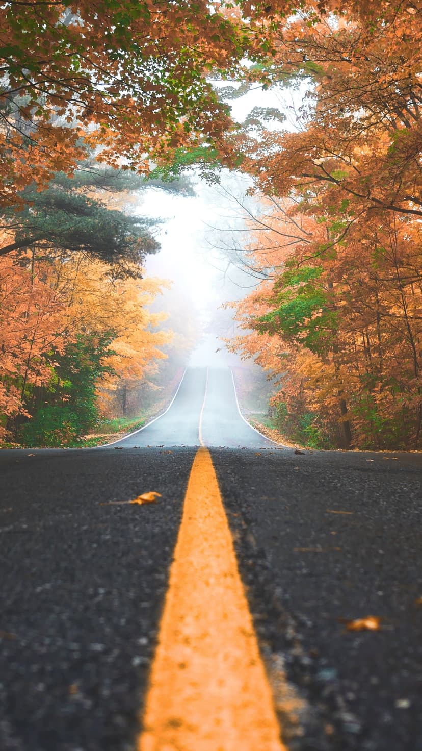 Straight asphalt road centered between vibrant orange and yellow autumn trees leading toward a misty horizon.