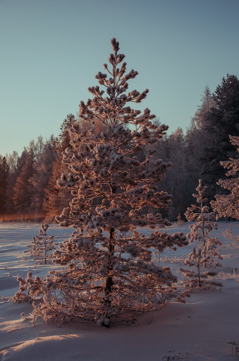 Frost-covered pine tree standing in a snowy forest during a golden sunrise under a clear blue winter sky.