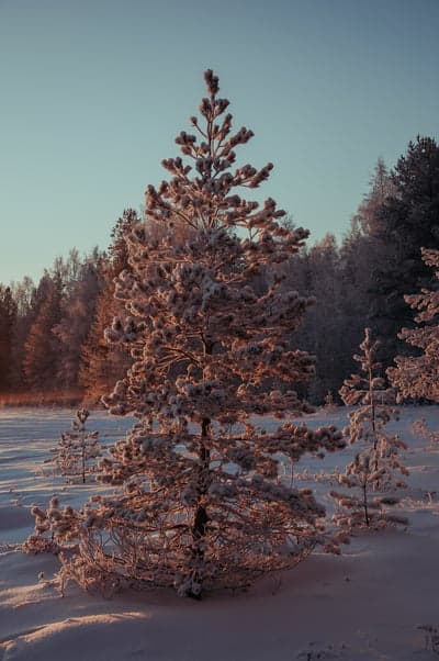 Frosty Evergreen Sunrise Winter Landscape Wallpaper