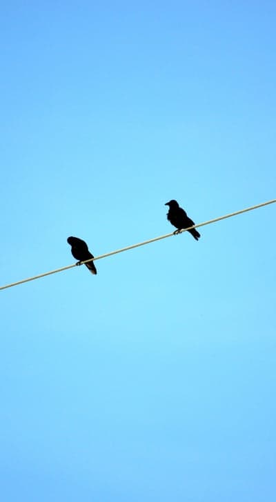 Minimalist Avian Silhouettes Power Line Phone Wallpaper