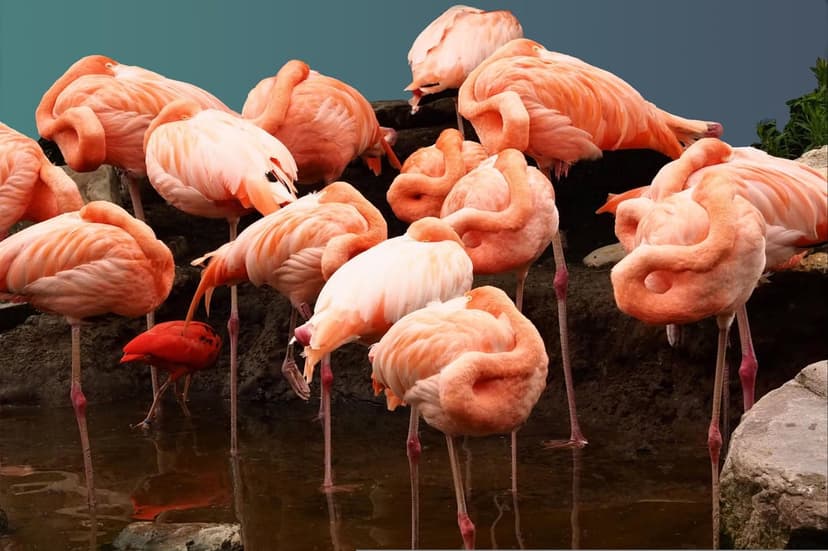 Pink flamingos wade in calm water with their curved necks tucked, highlighting one bright red bird in the group.