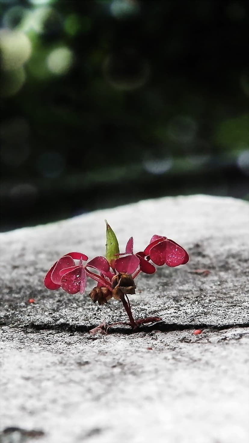 Tiny red wildflower grows from a narrow crack in gray stone with soft green bokeh in the background.