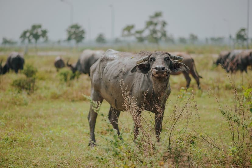 Water buffalo stares at the camera while others graze in a vast green pasture under a cloudy grey sky.