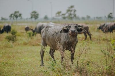 Water buffaloes grazing in a grassy field on an overcast day