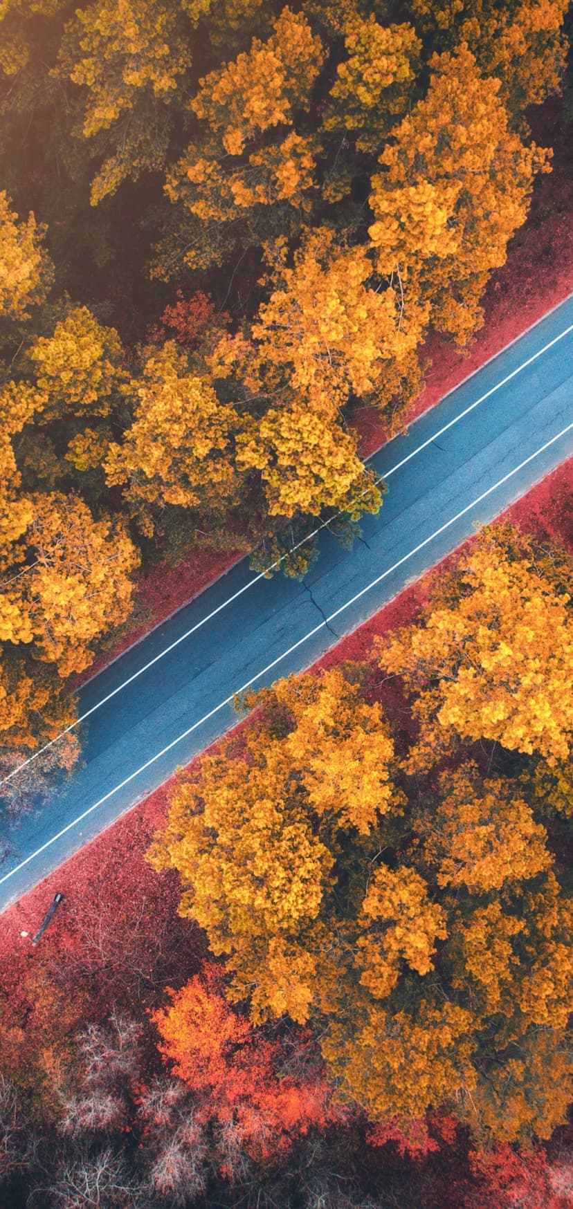Straight road bisecting a dense forest of orange and yellow autumn trees seen from a high aerial perspective.