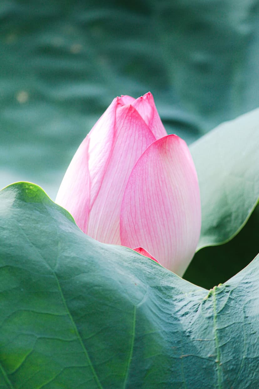 Pink lotus bud with closed petals surrounded by broad green lily pads in a tranquil outdoor water garden.