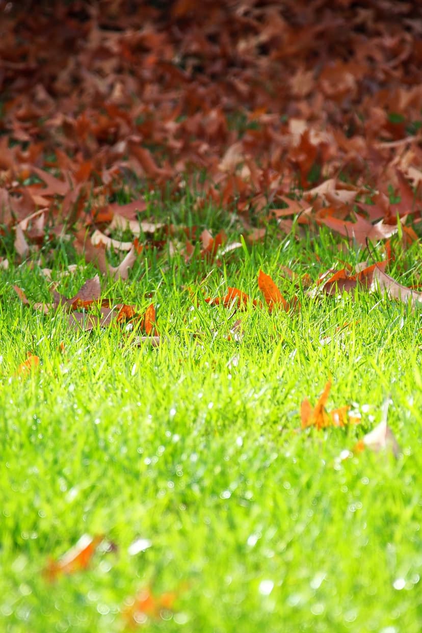 Orange and brown fallen leaves rest on a sunlit green lawn with a soft bokeh background and warm lighting.