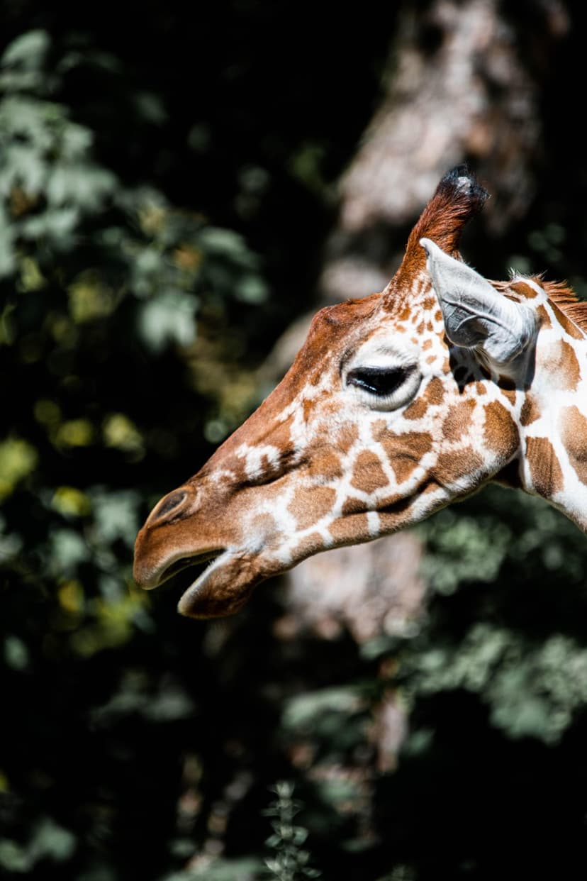 Giraffe with an open mouth showing its tongue and large eye set against a dark, out-of-focus forest background.