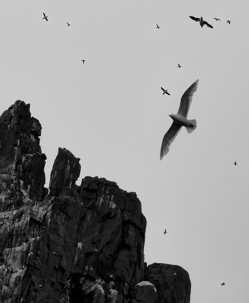 Seagulls in flight near a dark jagged cliff face under a diffused overcast sky in a monochrome coastal scene.