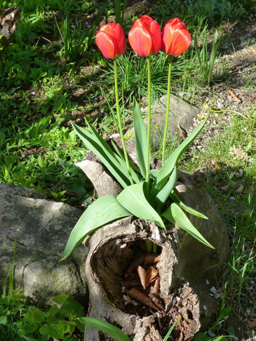 Red tulips growing from a hollow wooden log surrounded by green foliage under filtered garden sunlight.