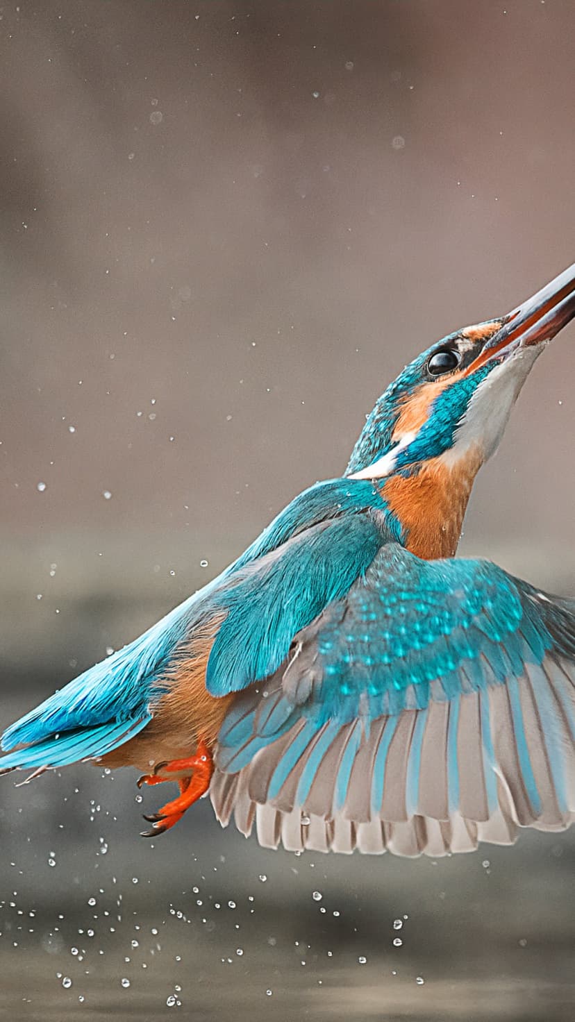 Kingfisher bird with blue and orange feathers dives into water with its beak open amidst a dramatic spray of droplets.