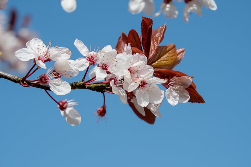 Cherry blossom branch with pink petals and reddish leaves against a solid blue sky in vertical orientation.
