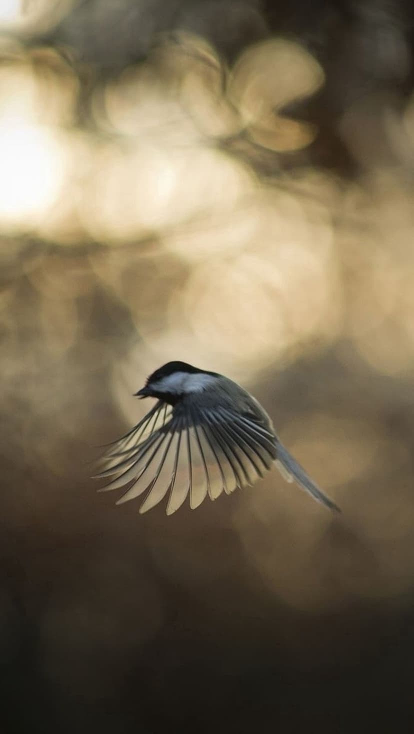 Black-capped chickadee soaring with spread wings and fanned feathers against a blurred golden forest background.