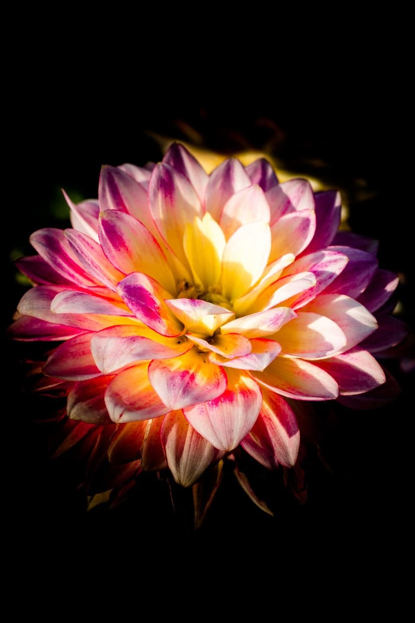 Dahlia flower with pink and yellow petals blooming against a black background with detailed macro textures.