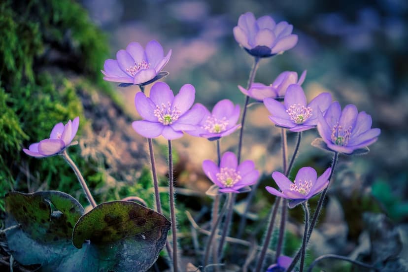 Purple anemone flowers with yellow centers grow between green mossy rocks on a soft-focus forest floor.